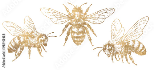 Set of decorative golden bees in vintage engraving style. Detailed hand drawn insect illustrations isolated on white background for packaging, labels, logos and luxury design