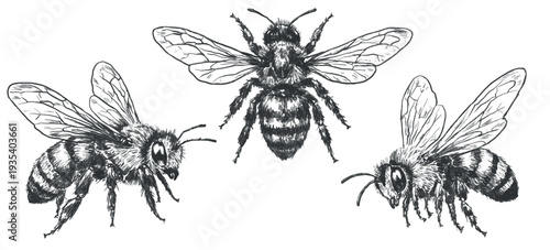 Set of vintage honey bee illustrations in engraving line art style. Hand drawn black and white vector insects isolated on white background for logos, packaging, labels and nature design
