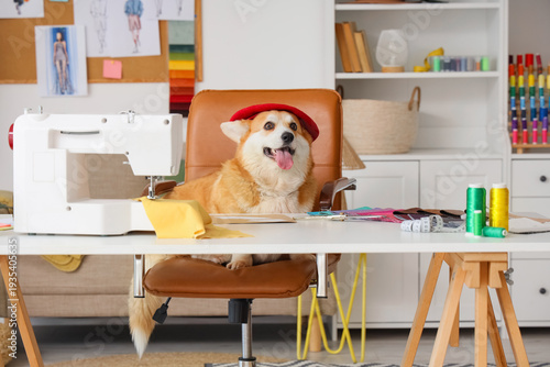 Cute Corgi dog with sewing ...