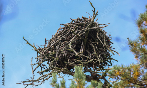 Eagle nest located in a tall tree with branches against the clear blue sky during the daytime