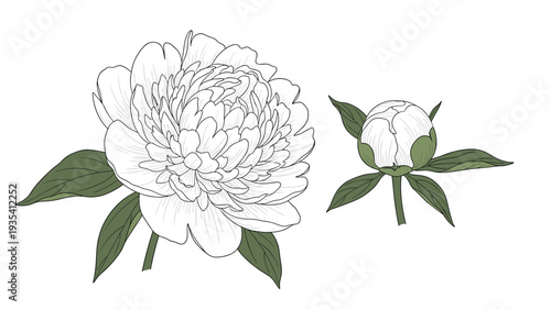 Elegant botanical illustration of a blooming white peony flower and a smaller closed bud with green leaves on a white background.