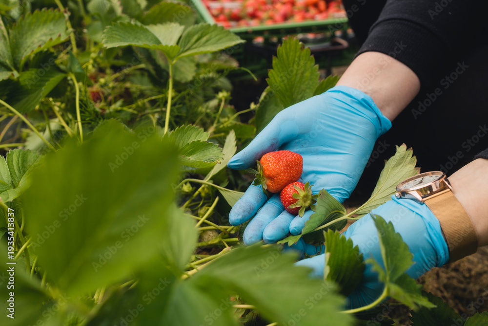 Fototapeta premium Erdbeeren werden auf dem Feld geerntet