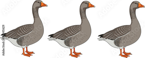 Domestic goose bird vector illustration set featuring farm poultry standing goose wildlife animal detailed nature clipart collection