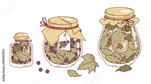 Dried Black Currant Berries and Leaves in Jars Set. Isolated Homemade Herbal Tea Mix in Rustic Glass with Craft Paper Lid and Label tag. Vector Illustration. Home-made Dried Herb Collection