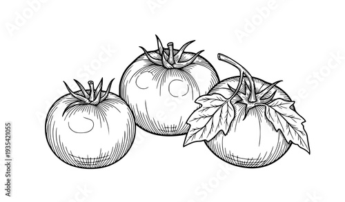Hand Drawn Tomatoes Illustration Trio on White Background Food Fruit Sketch