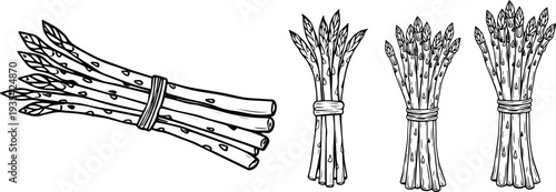 Hand Drawn Asparagus Bundle Black and White Line Art