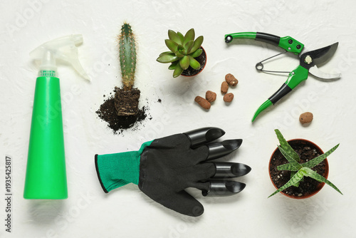Composition with succulents...