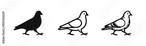 Pigeon Bird Icons Set - Hand Drawn Black and White Dove Vector Illustration Collection