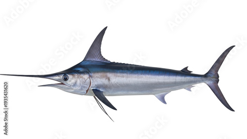 Isolated Swordfish, a large, predatory billfish, with a long, flat bill and a pointed dorsal fin