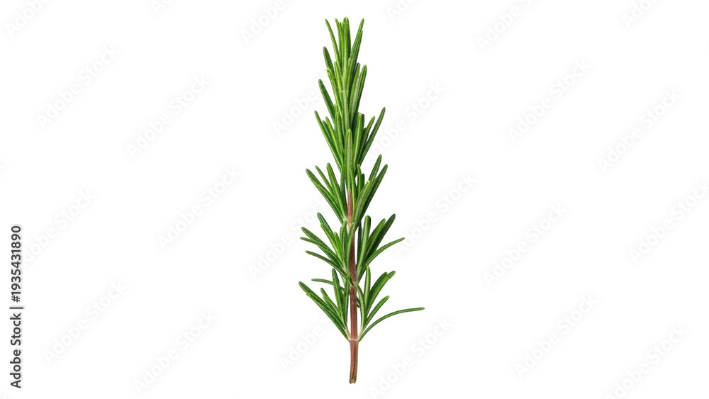 Obraz premium Isolated sprig of vibrant green rosemary herb, fragrant culinary ingredient for cooking use