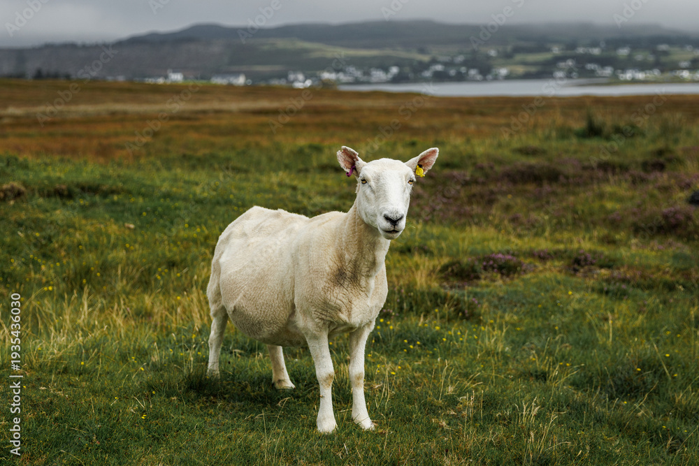 Obraz premium Close up portrait of a white sheep in a grassy field