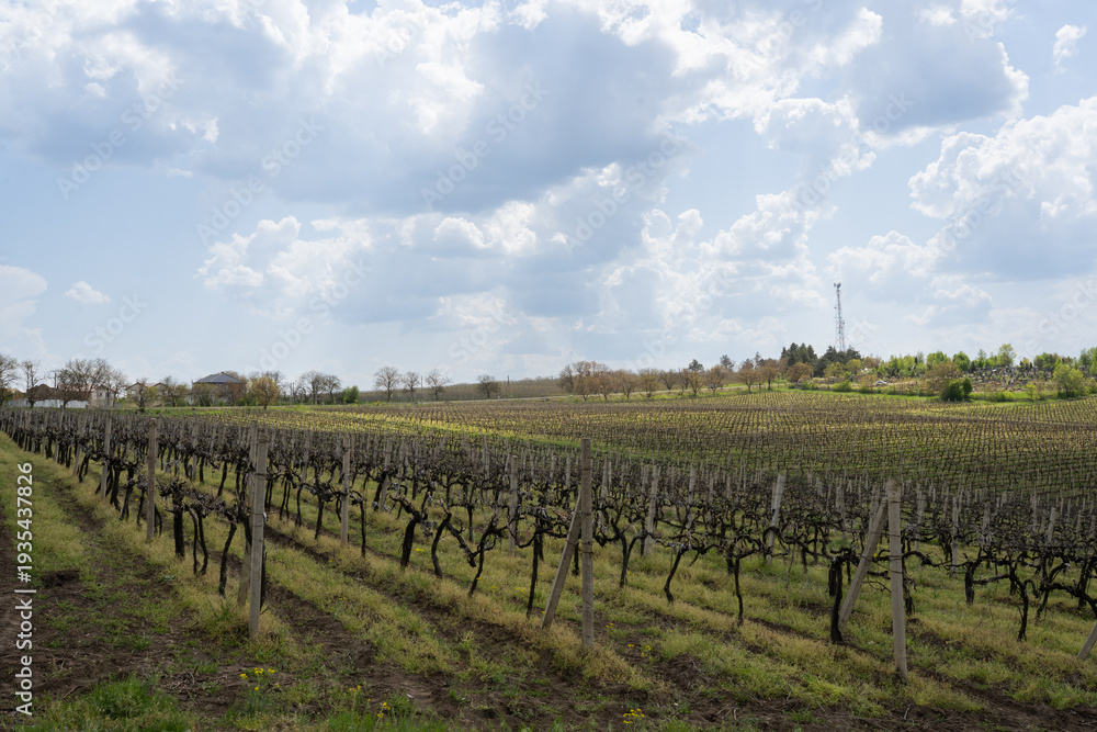 Obraz premium Lush vineyard landscape with rows of grapevines stretching across rolling hills under a partly cloudy sky, showcasing agricultural beauty in a rural setting