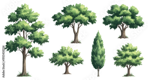 Diverse collection of various green trees with different foliage shapes providing essential natural elements for landscape design projects, environmental studies, and ecological scenery
