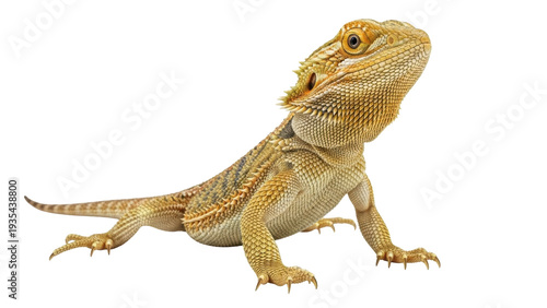 Foto Isolated Bearded Dragon Lizard, Brown and Tan Coloration, Curious Reptile with S