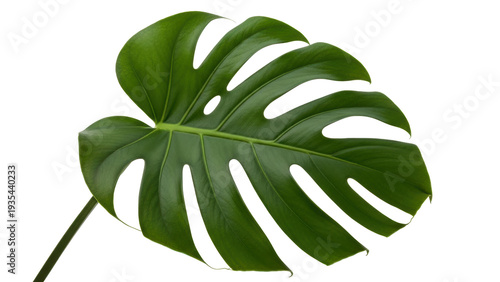 Isolated split-leaf philodendron plant leaf, popular evergreen tropical houseplant on display