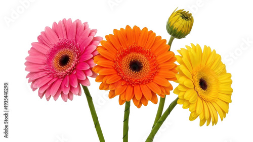 Photos Isolated colorful gerbera daisy flowers in full bloom with a yellow bud on green