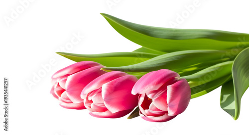 Three pink tulips isolated on transparent background