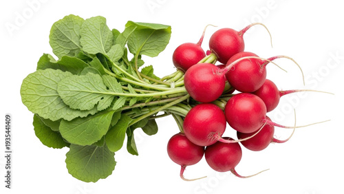 Photography Isolated bunch of fresh red radishes with leaves, healthy organic vegetable plan