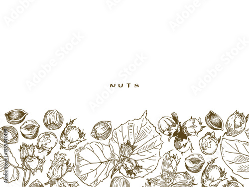 Horizontal banner with vector hand drawn linear drawing of hazelnuts and leaves on a white background.
