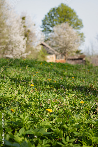 yellow flowers in the grass. Spring landscape of a Ukrainian village. Blossoming trees in the garden
