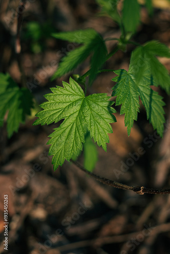 close up of green leaves. close up of a plant. close-up of a green leaf on the ground in the forest. forest landscape