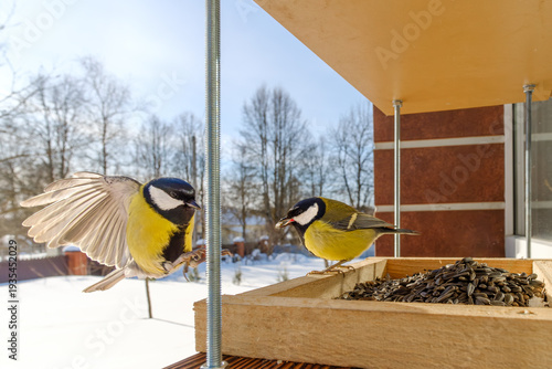 Great tits flying to a wooden bird feeder with sunflower seeds in winter wildlife.