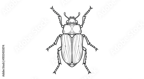 Insect in vector with white background