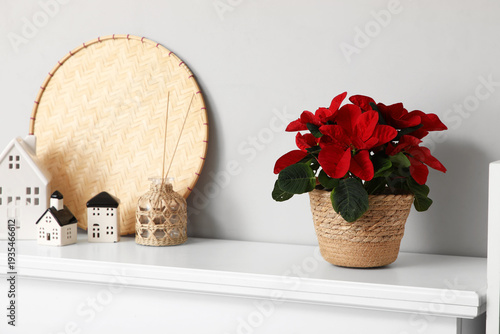 Christmas plant poinsettia ...