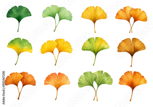 A charming watercolor collection of autumn ginkgo biloba leaves for botanical design and fall decor.