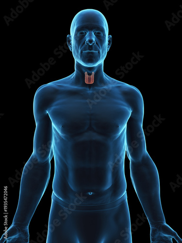A Detailed 3D Depiction Of The Thyroid Gland Of A Man