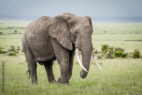 Afrikanischer Elefant (Loxodonta africana) auf Wanderung, Masai Mara National Reserve