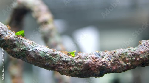 Leafcutter ants carrying large green leaves along tree branches macro wildlife insect activity close-up video