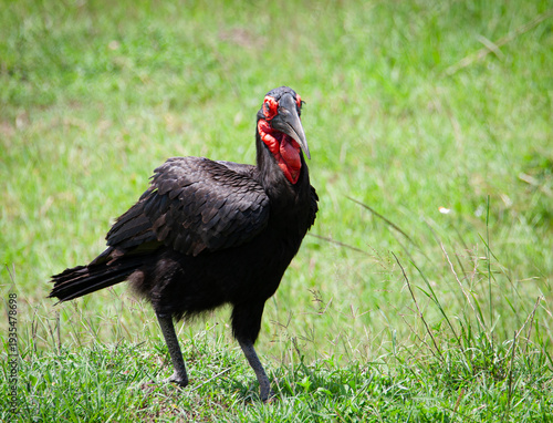Rotgesicht Hornrabe in der Masai Mara Kenia