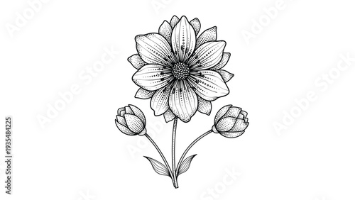 Hand drawn botanical illustration of a single wildflower with two accompanying buds showcases intricate stippling and line work details.