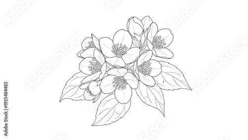 Delicate jasmine flower branch illustration features several blooming buds and leaves drawn with fine black lines on a clean white space.