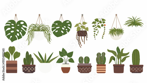 Variety of potted and hanging houseplants in a botanical illustration