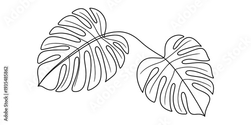Minimalist line art illustration of two monstera deliciosa leaves on white background Vector, illustration