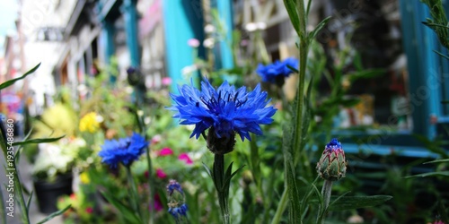 Close-up of vibrant blue flowers in a garden setting, with a blurred background of a shop front