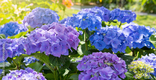 Blue hydrangea flowers in a German garden.