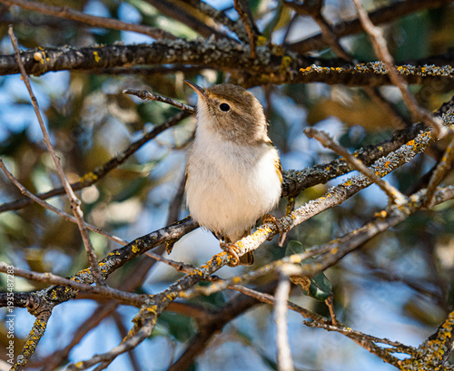 Bonelli's warbler, mosquitero papialbo en una rama de árbol,  Phylloscopus bonelli