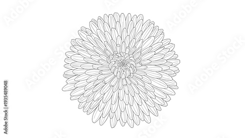 Intricate hand drawn chrysanthemum flower in a monochrome sketch style on a white background for botanical art.