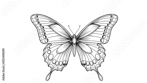 Detailed black and white engraving-style illustration of a butterfly featuring intricate wing patterns and anatomical details on a white background.