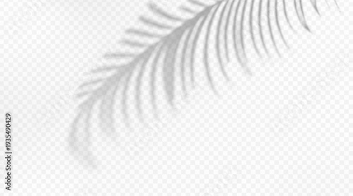 Palm tree branch shadow overlay isolated on transparent background. Tropical leaf silhouette with soft natural light effect.