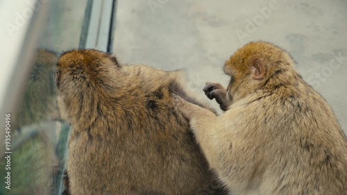Two Barbary macaques monkeys grooming each other on the Rock of Gibraltar, capturing natural social behavior in a famous wildlife setting.