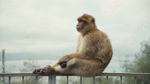 Barbary macaque resting on a metal railing on the Rock of Gibraltar, overlooking the sea under soft cloudy skies.