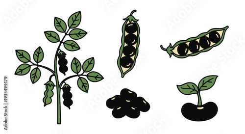 Black gram Line art vector creative soft tone