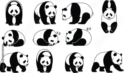 Cute panda bear poses collection showing sleeping, standing, stretching and walking giant panda animals isolated black vector illustration set