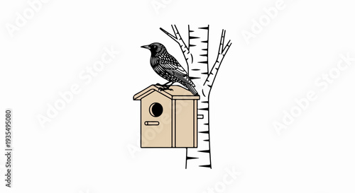 A starling perches on a birdhouse attached to a birch tree trunk