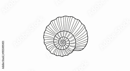 Black and white line drawing of a spiral seashell from above