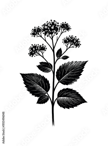 Symbolic composition of a simplified pressed plant silhouette centered like a museum herbarium plate, form
